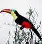 ARTIFICIAL BIRD, TOUCAN, 22 inch, per Each
