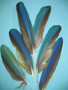 WING QUILL Feathers, macaw, small - per pair