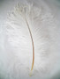 White Ostrich Feathers