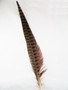 Ring-Necked Pheasant Tail Feathers 12-14 per 6 single