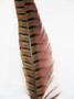 Ring-Necked Pheasant Tail Feathers 12-14 per 6 detail