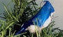 Christmas Tree Decoration Blue Jay 9 inch B