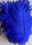 Mini ostrich feathers Royal Blue 5–8 inches laid out for crafting decorations and costumes – Pack of 24