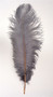 Gray Ostrich feather, long ostrich feather