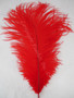 Red Ostrich Feathers