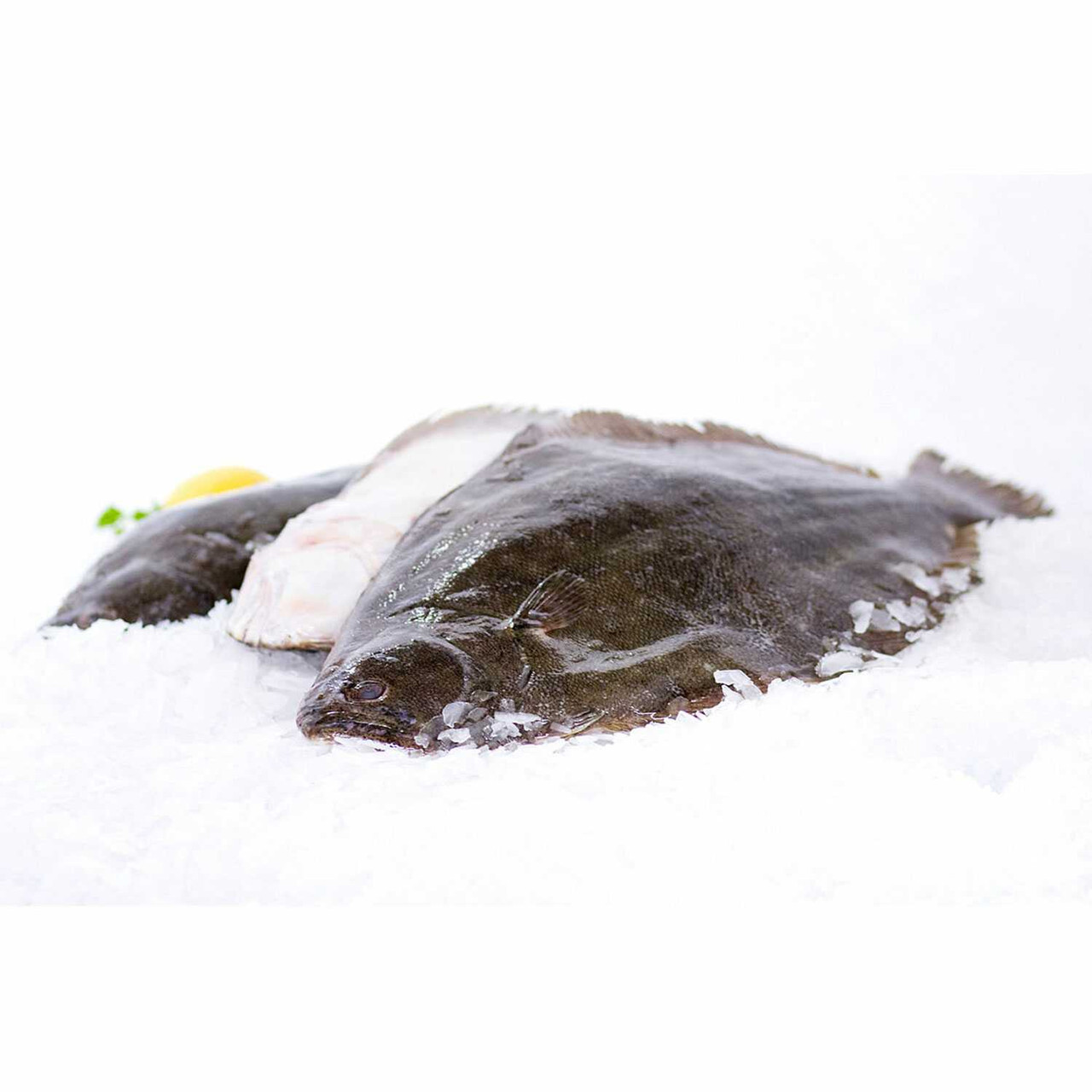 Flounder - 5 to 6 Pounds