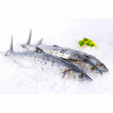 Spanish Mackerel 6 Lb. Avg (2-6 Fish)