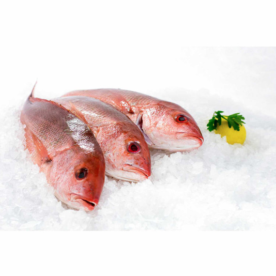 Whole Caribbean Red Snapper on ice