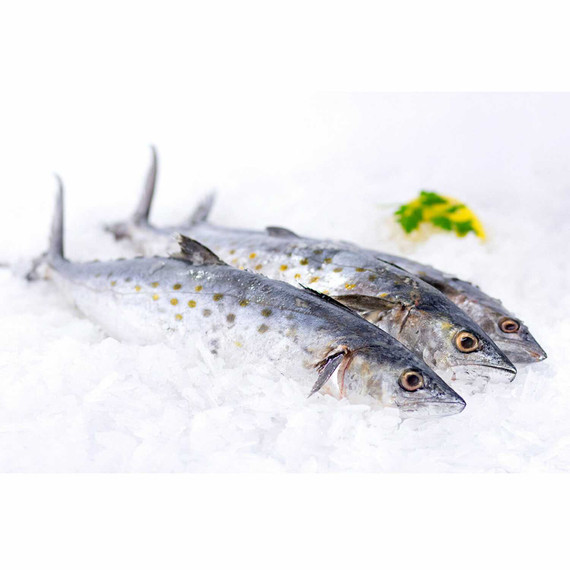 Spanish Mackerel 6 Lb. Avg (2-6 Fish)