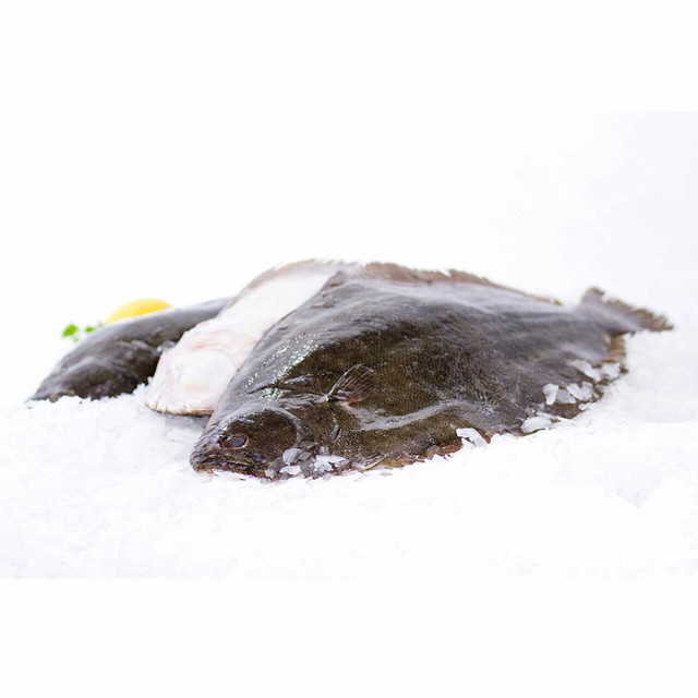 Flounder 6 Lb. Avg on ice