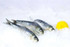 Sardines Frozen 8 Lb.