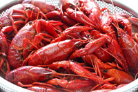Crawfish