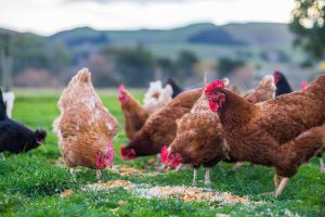 Free Range and Cage Free Differences