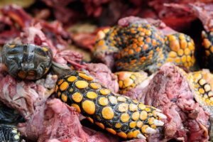 Turtle Meat and its Historical Impact