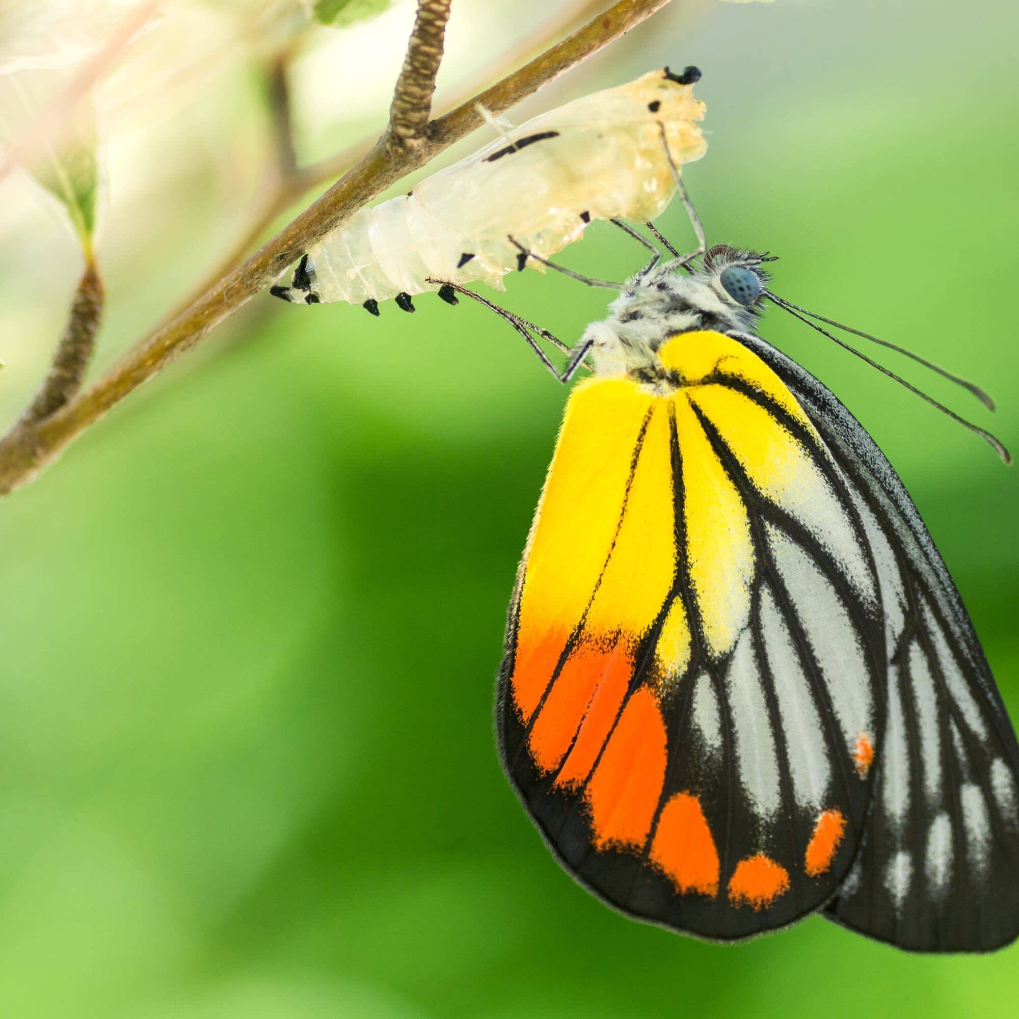 usica-butterfly.jpg