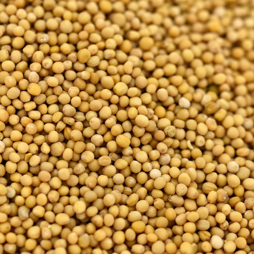 mustard seed, yellow, (sinapis alba), whole
