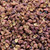 peppercorn, Szechuan, whole