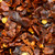 japones chile, diced