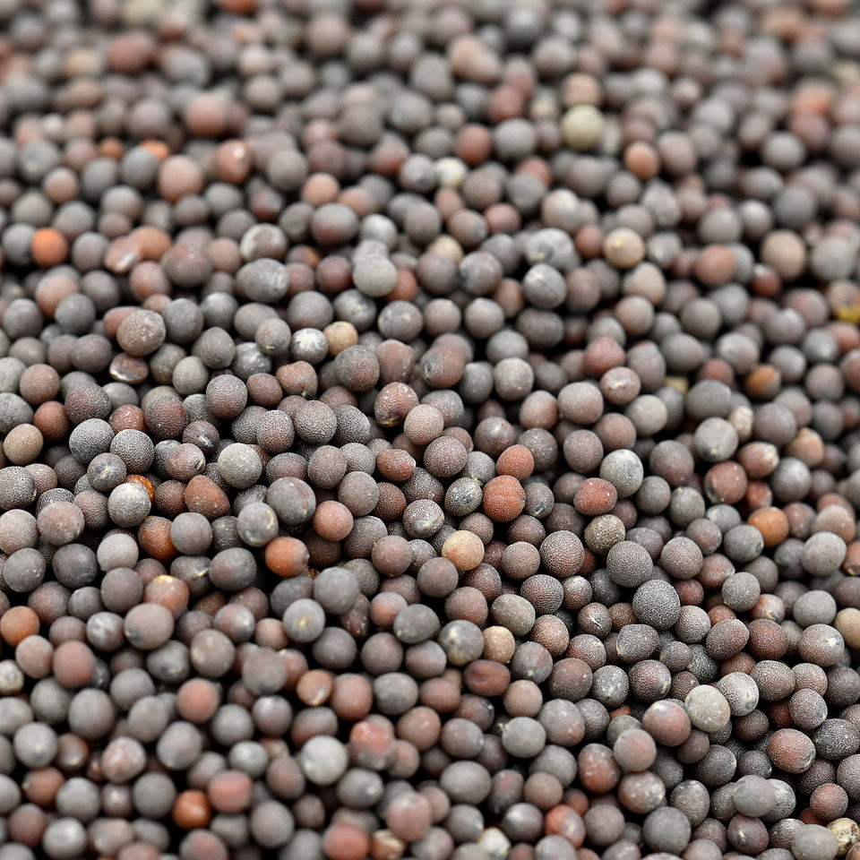 Black Mustard (Brassica nigra) 11 mustard seed, black, (brassica nigra), whole