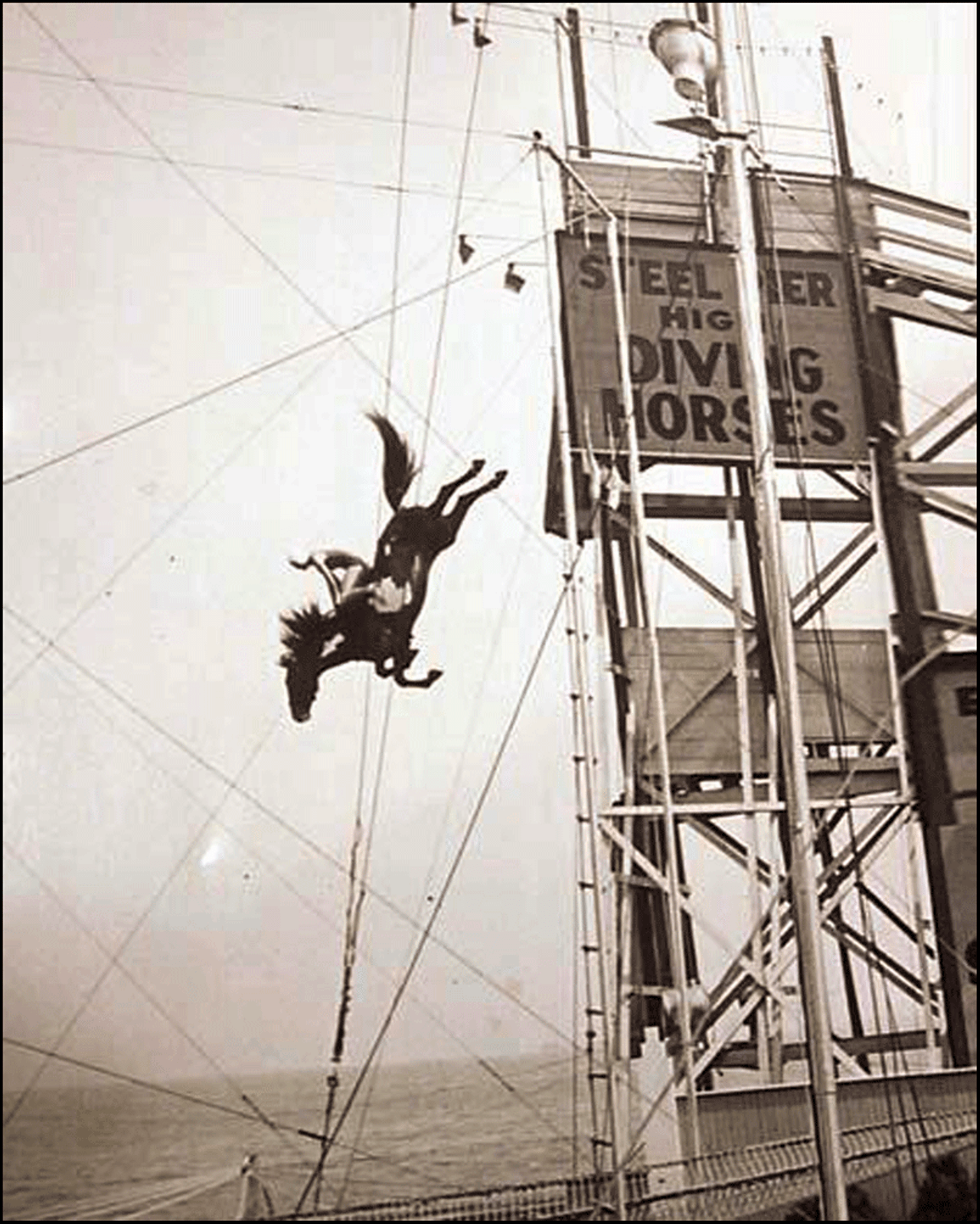Steel Pier Diving Horse, Atlantic City