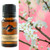 cherry blossom fragrance oil