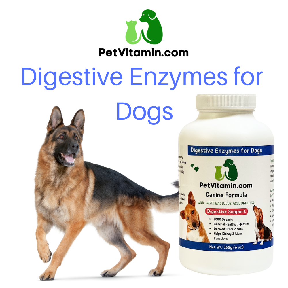Top 5 Reasons Digestive Enzymes Are AMAZING for Dogs