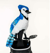 Daphne_BlueJay.PNG