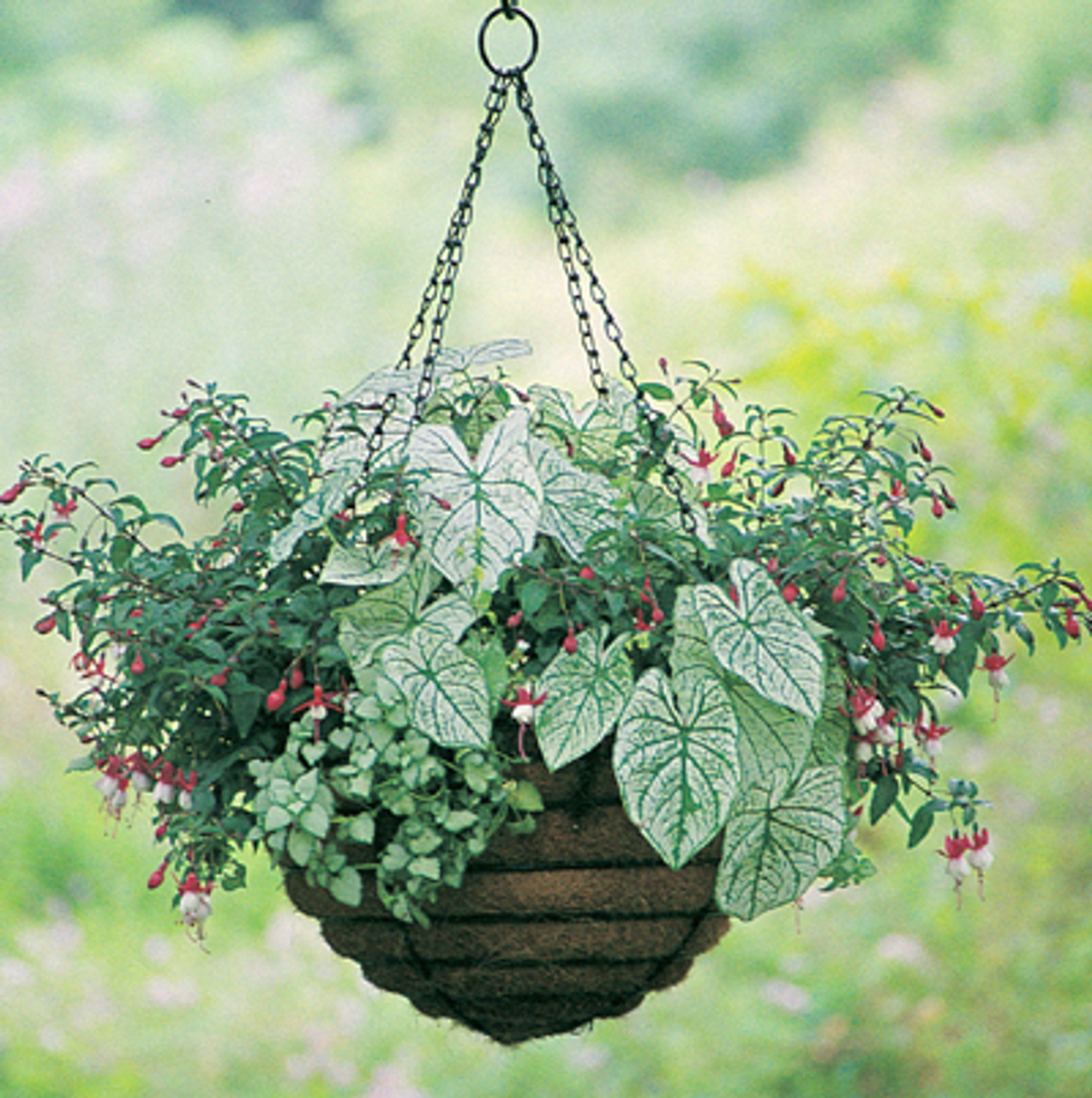 Hanging Baskets Hanging Baskets