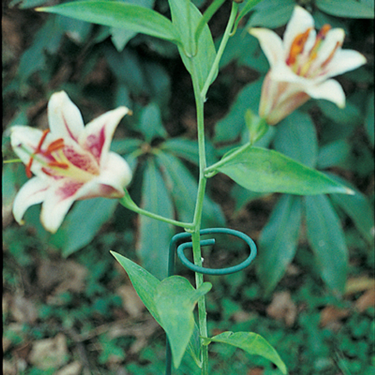 Single Stem Supports Single Stem Supports