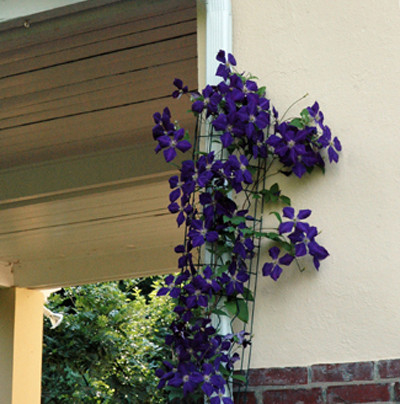 Downspout Cover Trellis