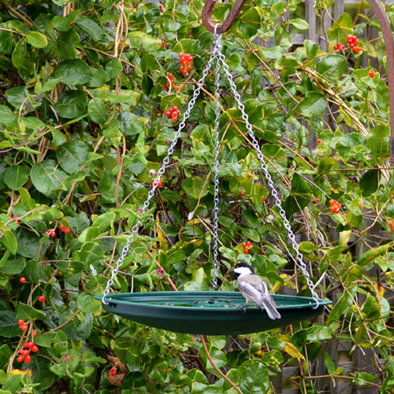 Bird Bath