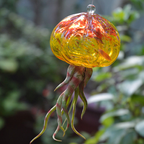 Jelly Fish Air Plant Hangers