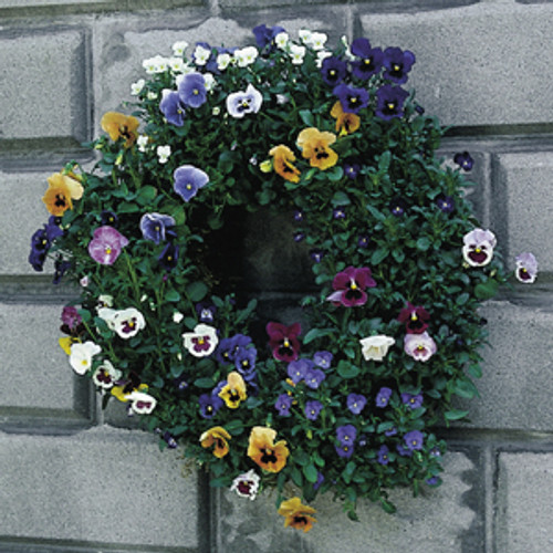 Medium 20 Inch Living Wreath Form with Jute Liner