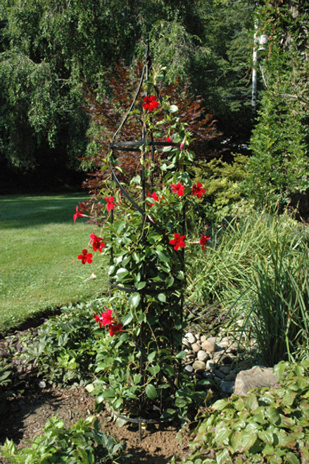 Small Border Tuteur 60" Small Border Tuteur 60"