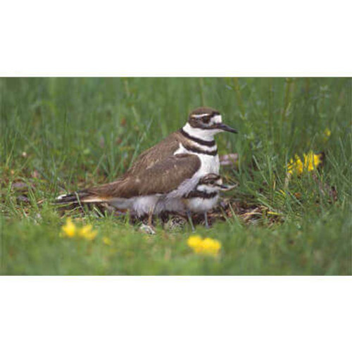 Into the Nest Book Into the Nest Book