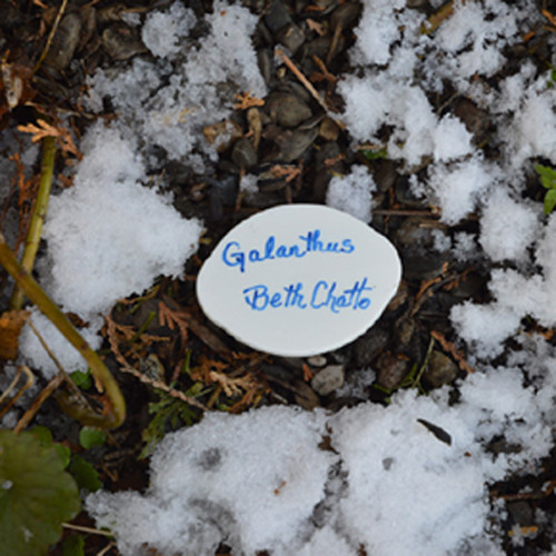 Forget-Me-Knot Plant Markers Forget-Me-Knot Plant Markers