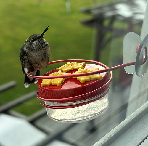 HUM-Drum™ with Window Perch Hummingbird Feeder
