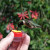 HUM-Button™ Hand Held Hummingbird Feeder (single) HUM-Button™ Hand Held Hummingbird Feeder (single)