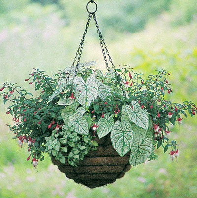Hanging Baskets