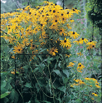 Border Supports