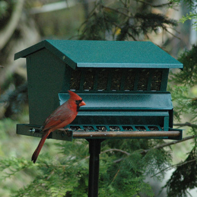 More Birdhouses and Feeders