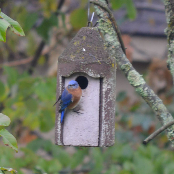 Schwegler Birdhouses