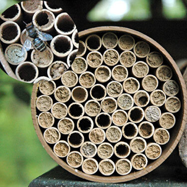 Mason Bee Nest Kits