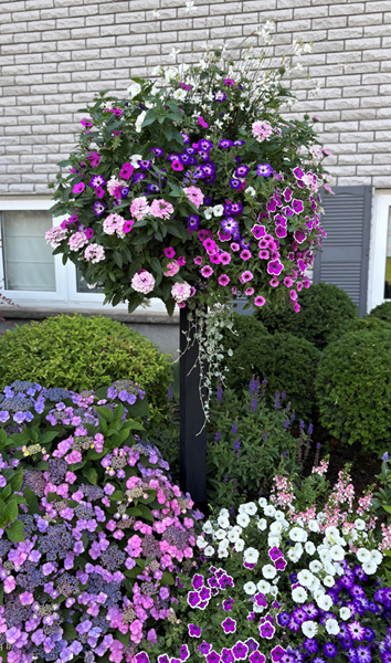 30 Window Box and Wall Trellis