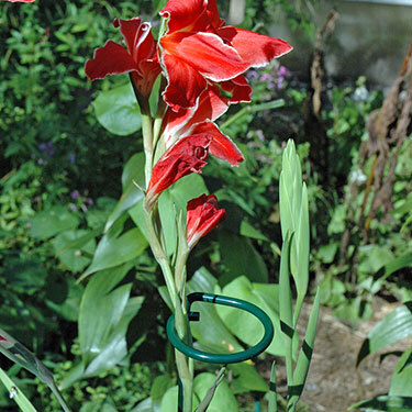Single Stem Supports