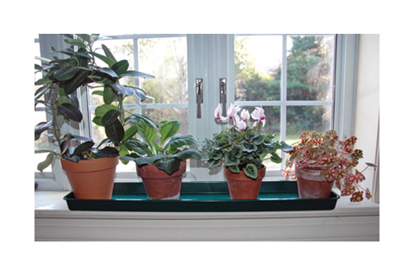 Windowsill Trays