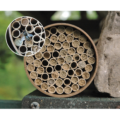 Mason Bee Houses
