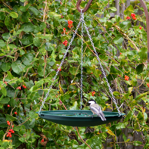 Bird Bath