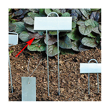 Order Rose Style Zinc Plant Markers Online | Kinsman Markers