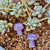 Lepidolite mini mushroom australia